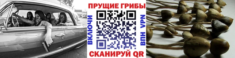 закладки  Отрадная  Псилоцибиновые грибы Psilocybe 
